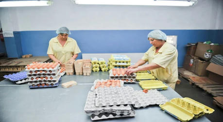 Egg Packing Jobs in Germany: A Crucial Career Choice